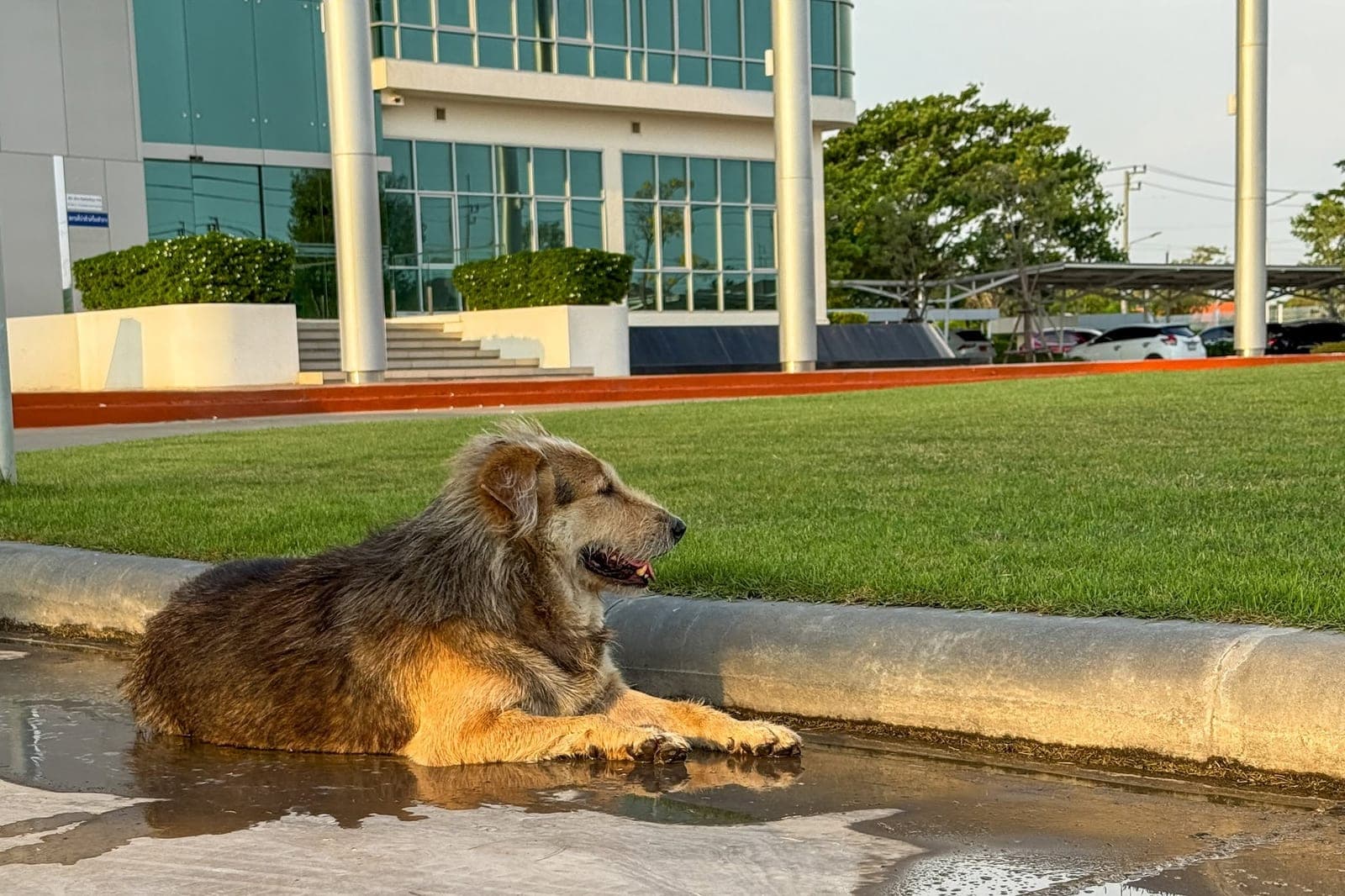 A dog resting on the kerb outside the terminal building in the late afternoon.